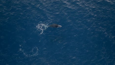 diving whales filmed with a drone, reunion island