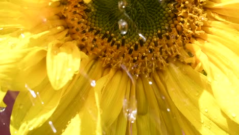 lluvia de verano en girasol gigante