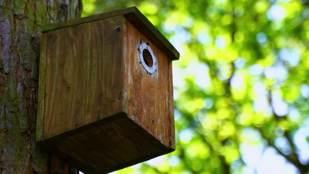 casa de pássaros de madeira marrom na natureza em uma árvore com uma pequena teta de árvore voando para ela