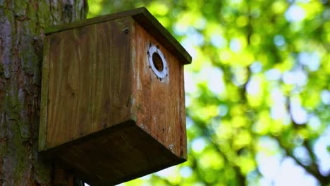 brown-wooden-birdhouse-in-nature-on-a-tree-with-a-small-tree-tit-flying-into-it