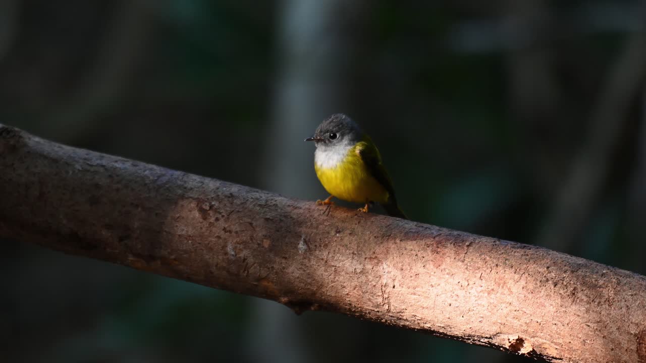 papamoscas canario de cabeza gris, culicicapa ceylonensis, parque nacional kaeng krachan, tailandia