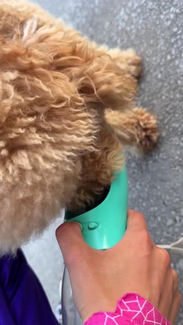 perro bebiendo de un cuenco portátil