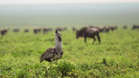 kori bustard in the serengeti