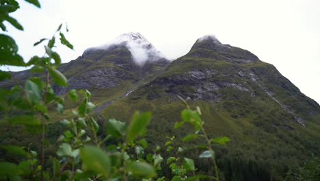 niebla en las montañas. ramas en primer plano