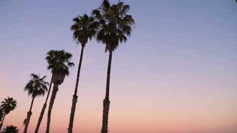 sunset with palm tree view golden hour blue hour smooth gimbal shot reveal