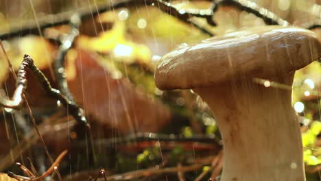 mushroom boletus in a sunny forest in the rain.