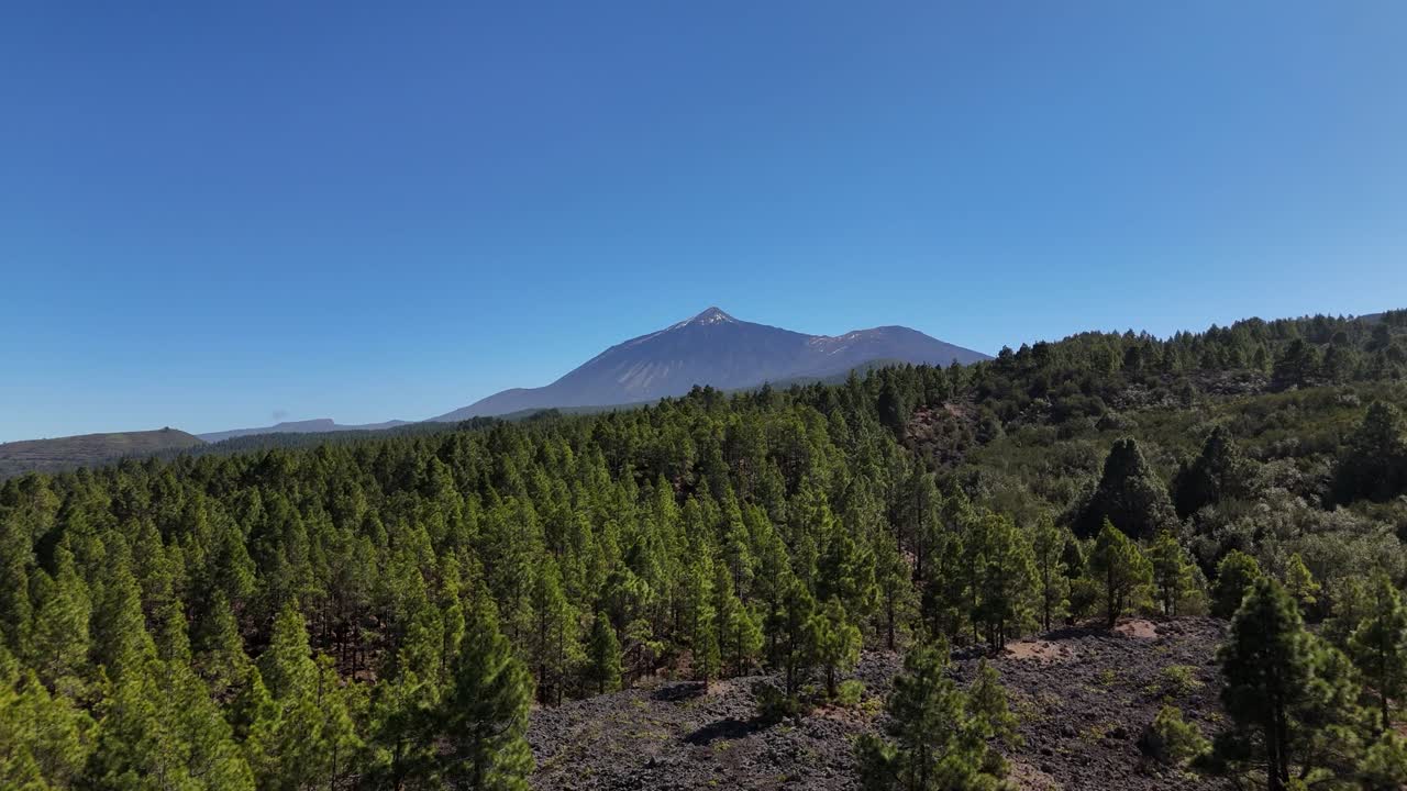 Snowy Teide volcano with pine forest below under clear blue sky in Tenerife