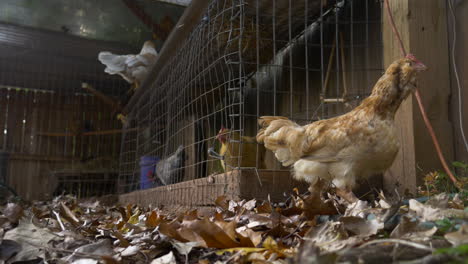 chickens outside of hen house pecking