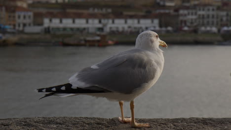 closeup of seagull standing on the concrete wall.
