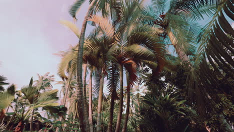 tropical palms and plants at sunny day