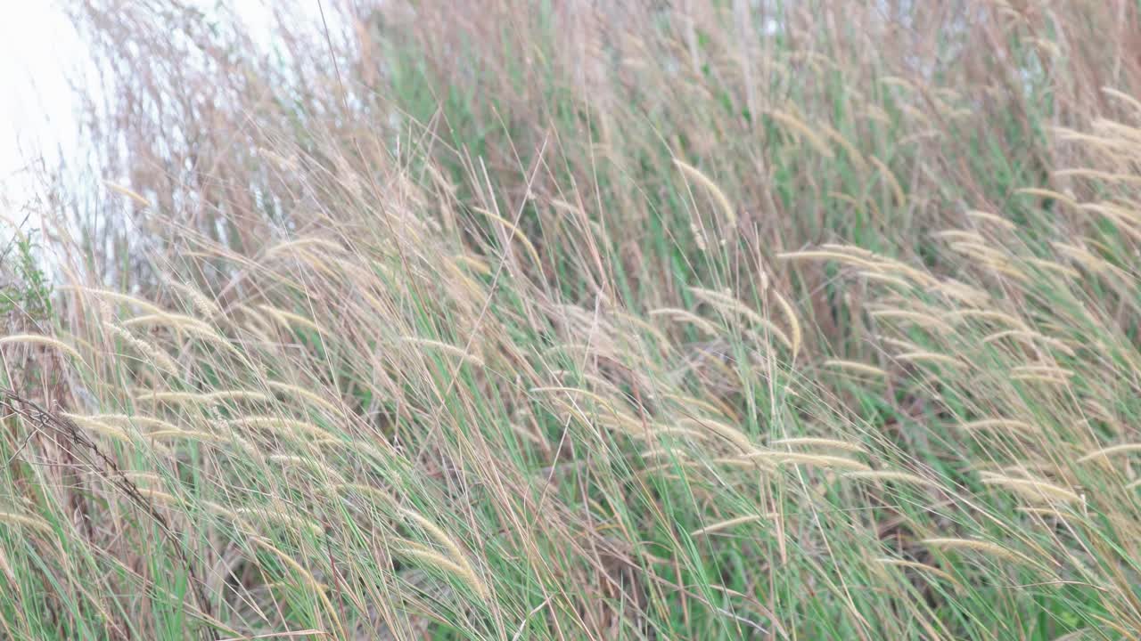 바람에 날리는 슬로우 모션 잡초