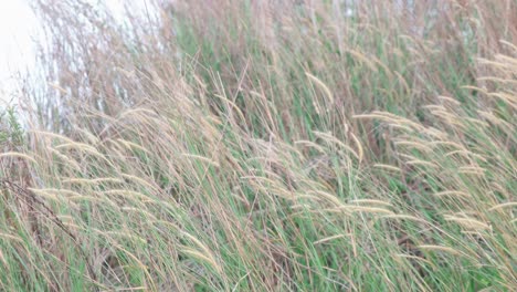 malas hierbas a cámara lenta arrastradas por el viento