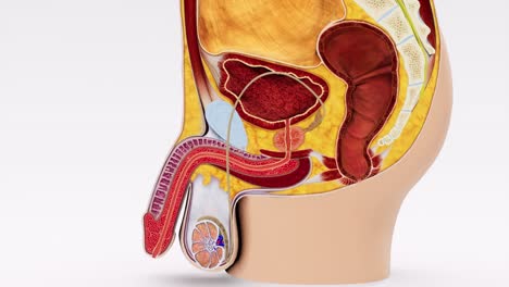 la animación 3d proporciona una vista detallada y precisa de una sección del sistema reproductivo masculino, mostrando la compleja red de órganos y estructuras involucradas.