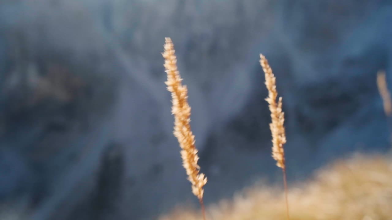 알바니아의 산을 통해 황금빛 일몰이 들어오는 산 정상에서 바람에 날리는 풀