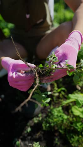 person weeding a garden