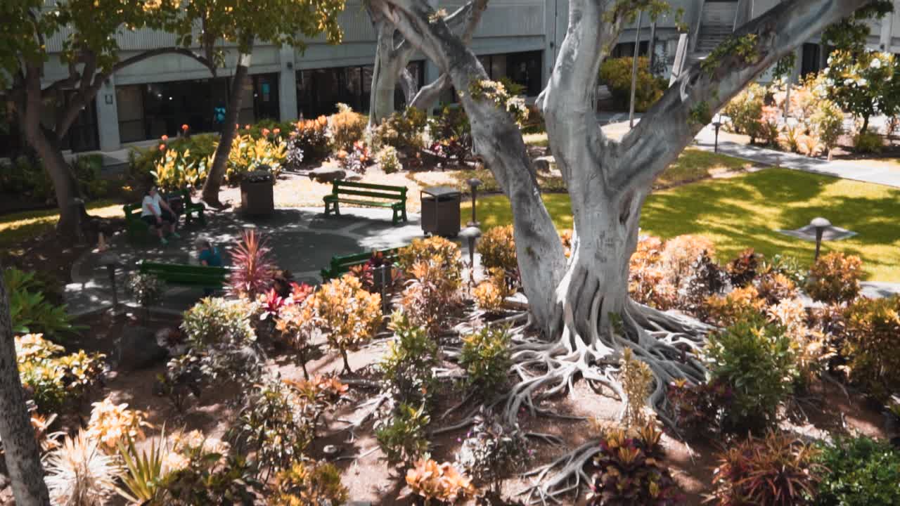 árboles verdes en hawaii sol verde deliciosas plantas tropicales