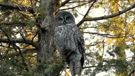 un gran búho gris en un árbol