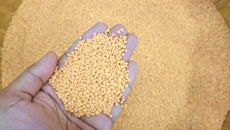 handful of orange lentils