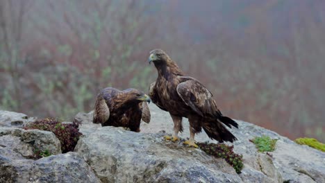 Aquila-chrysaetos-wild-birds-siting-on-rocky-cliff-in-nature