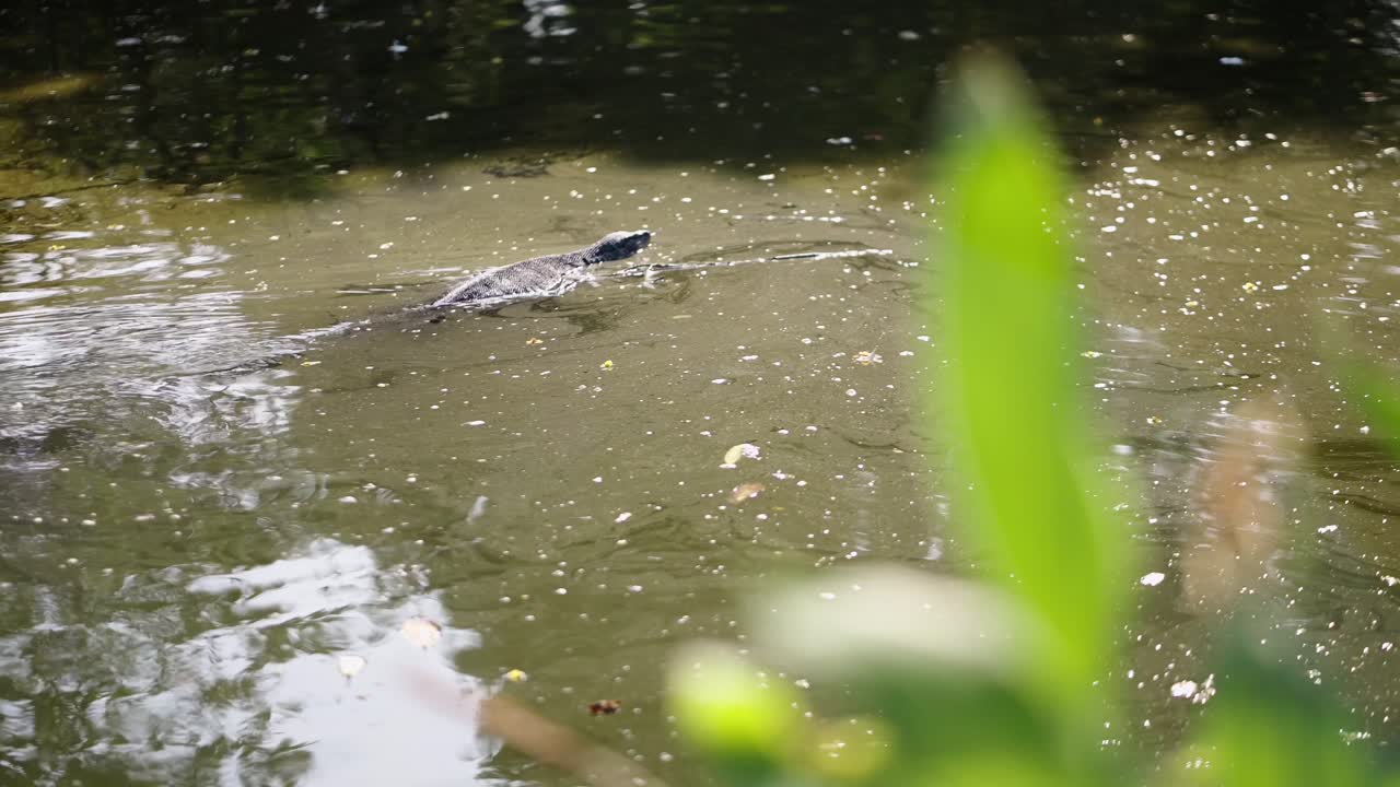 A monitor lizard swimming in murky water