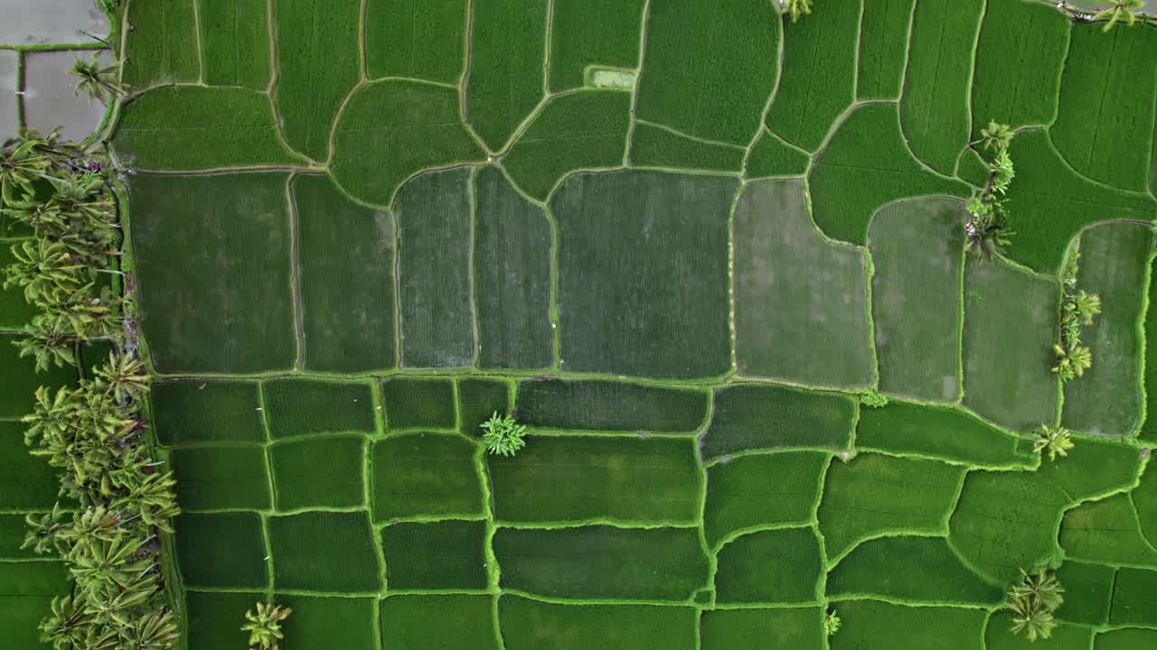 Top-down aerial: Patterned green landscape of rice patty fields, Indonesia