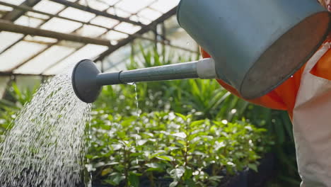 watering plants in a greenhouse