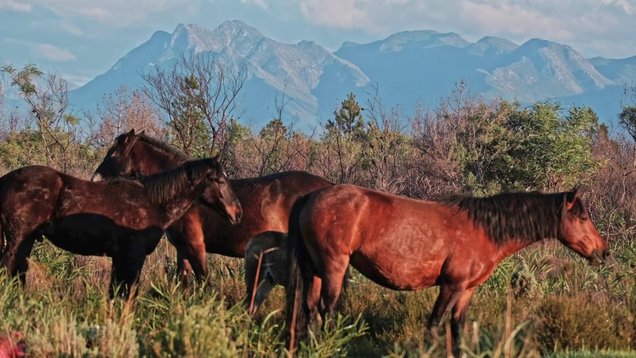Um grupo de cavalos selvagens com montanhas espetaculares ao fundo