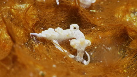 incredible ultra macro shot of the flabellina bicolor nudibranch gently finding their way on the orange soft coral patch