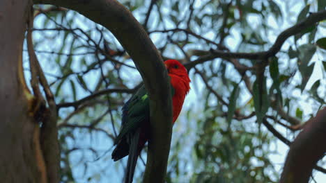 Loro-Rey-Australiano-En-Un-árbol-En-Australia