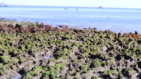 Tilt-up-reveal-of-algae-covered-rocky-shoreline-formation-at-low-tide