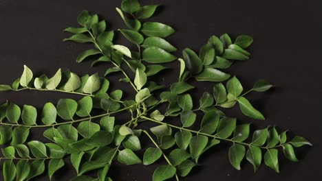 bunch of curry leaves and power over black background