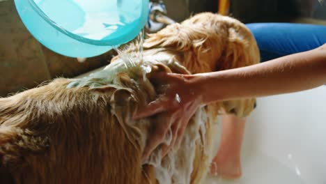 mujer lavando a su perro en el baño en casa 4k