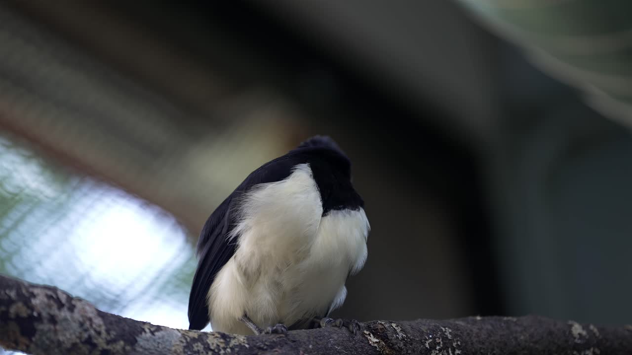 close-up en cámara lenta de un jay de cresta de peluche encaramado en una rama de árbol