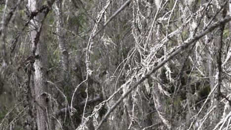 Dead-trees-and-branches-in-forest.-Tilt-upwards