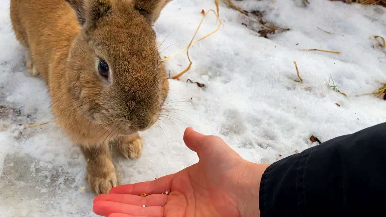 Hand feeding a bunny rabbit in the snow.