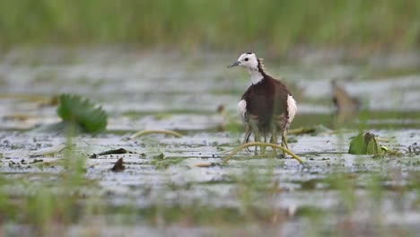 Jacana-De-Cola-De-Faisán-Salvando-A-Sus-Polluelos-De-La-Lluvia