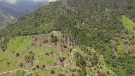 Gewundene-Pfade-Inmitten-Hoch-Aufragender-Palmen-Im-Cocora-Tal---Luftaufnahme