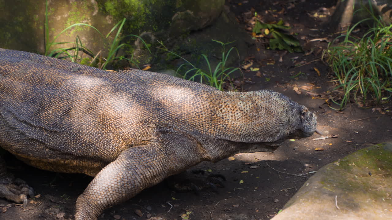 enorme dragón de komodo caminando entre las rocas sacando la lengua en el bosque de la selva de indonesia - primer plano, cámara lenta