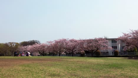 Die-Beste-Kirschblüte-In-Yokohama