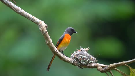 un lindo pájaro bebé, un pequeño minivet estaba esperando en el nido entonces su padre vino con comida para él y luego se fue volando de nuevo