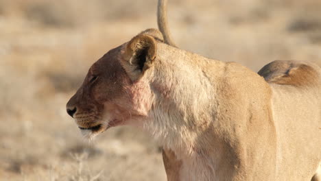 Una-Visión-Más-Cercana-De-Un-León-Africano-Con-La-Cola-Balanceándose