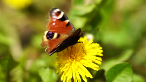 beautiful butterfly with brawn orange shapes standing on yellow flower and flies