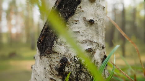 Long-blades-of-grass-stems-touch-birch-trunk-in-light-wood