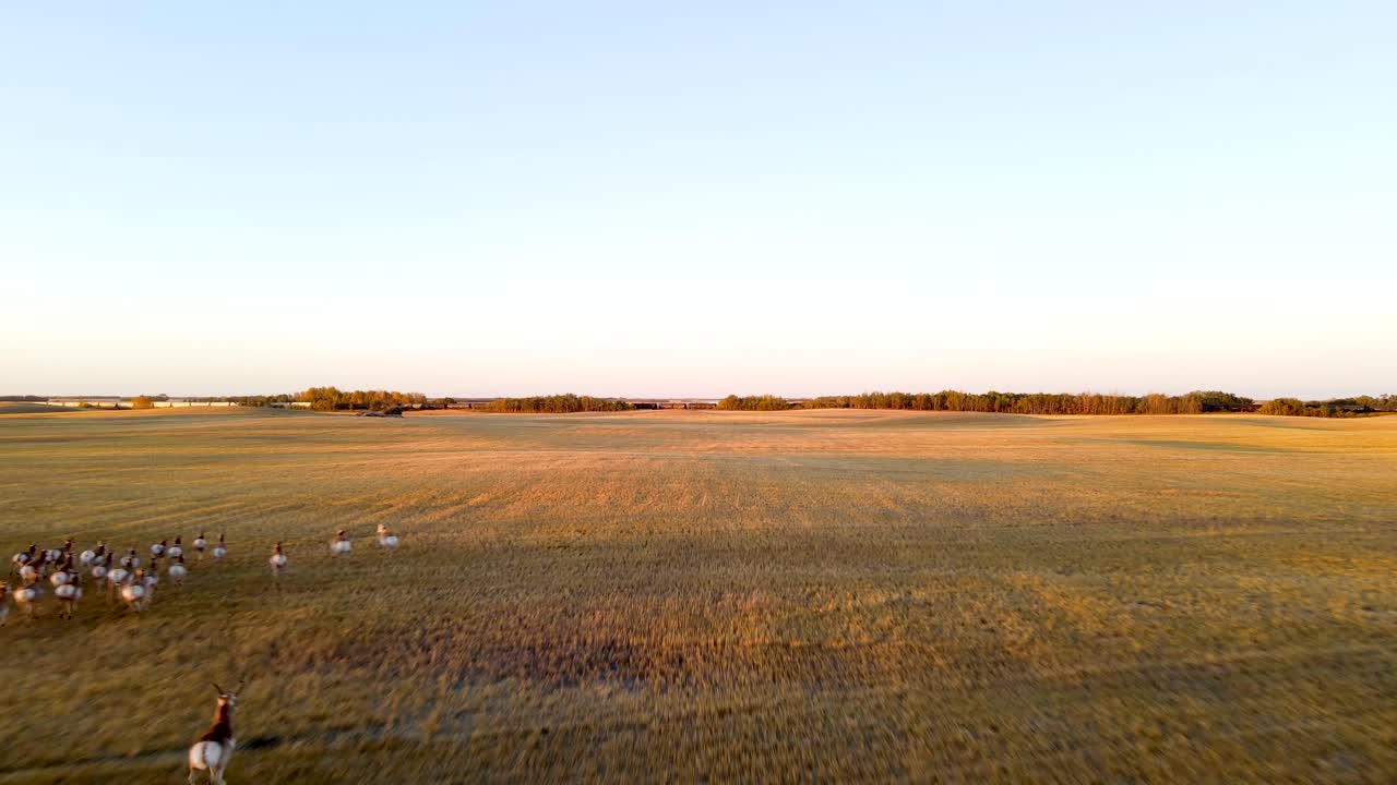 vista aérea de persecución de una manada de antílopes berrendos corriendo rápidamente durante la puesta de sol en la pradera de alberta