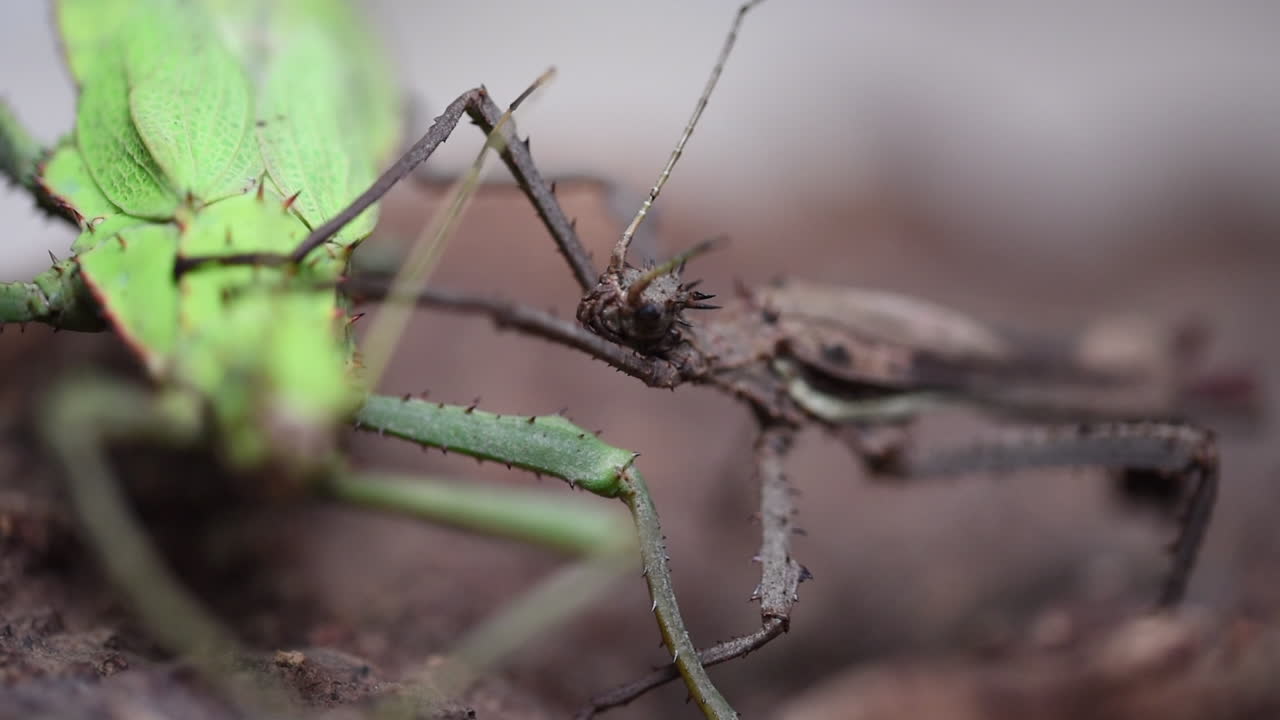 dos insectos palo adultos verdes y marrones, un macho y una hembra, descansan en una rama en un terrario, especies tropicales