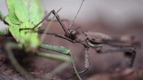 two green and brown adult stick insects, one male and one female, rest on a branch in a terrarium, tropical species