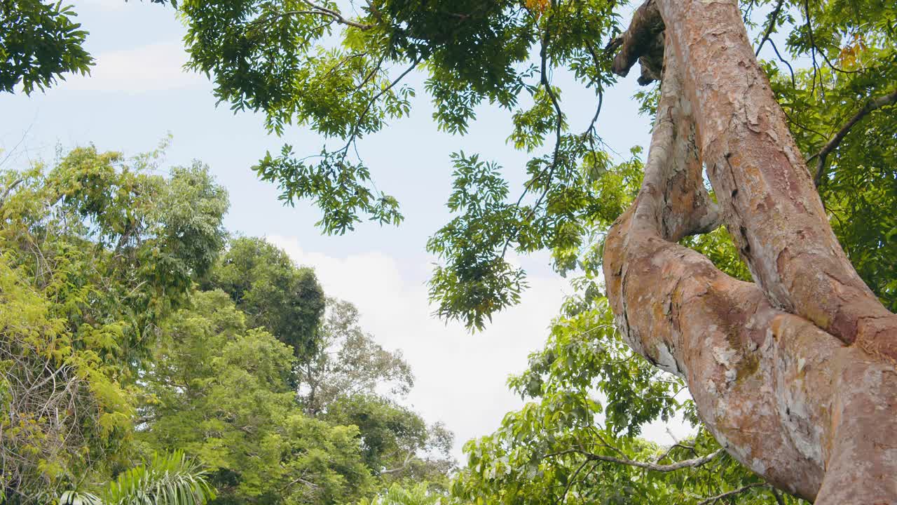 Looking up at the sky through the rain forest canopy as a pair of Macaw parrots fly through