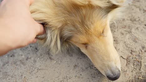 hand petting purebred rough collie's ear in nature on a sunny day