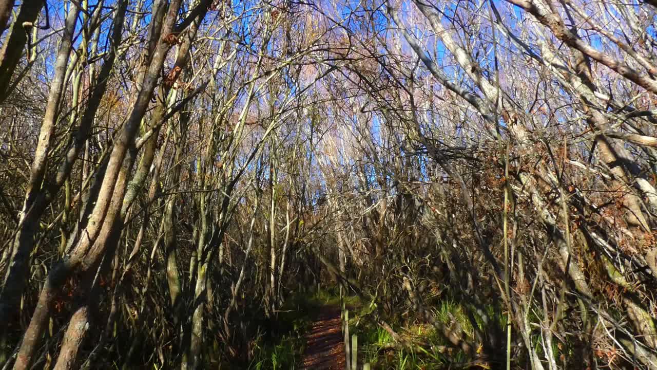 Walking on boardwalk through bare willow trees on a clear, calm winter's day - Harts Creek, Selwyn District (New Zealand)