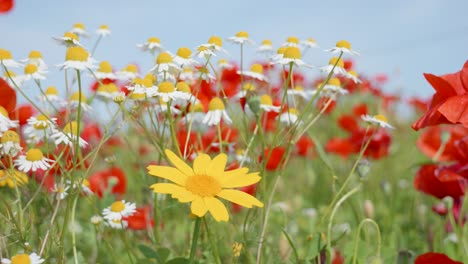 close up view of meadow field full of colorful beautiful wild flowers